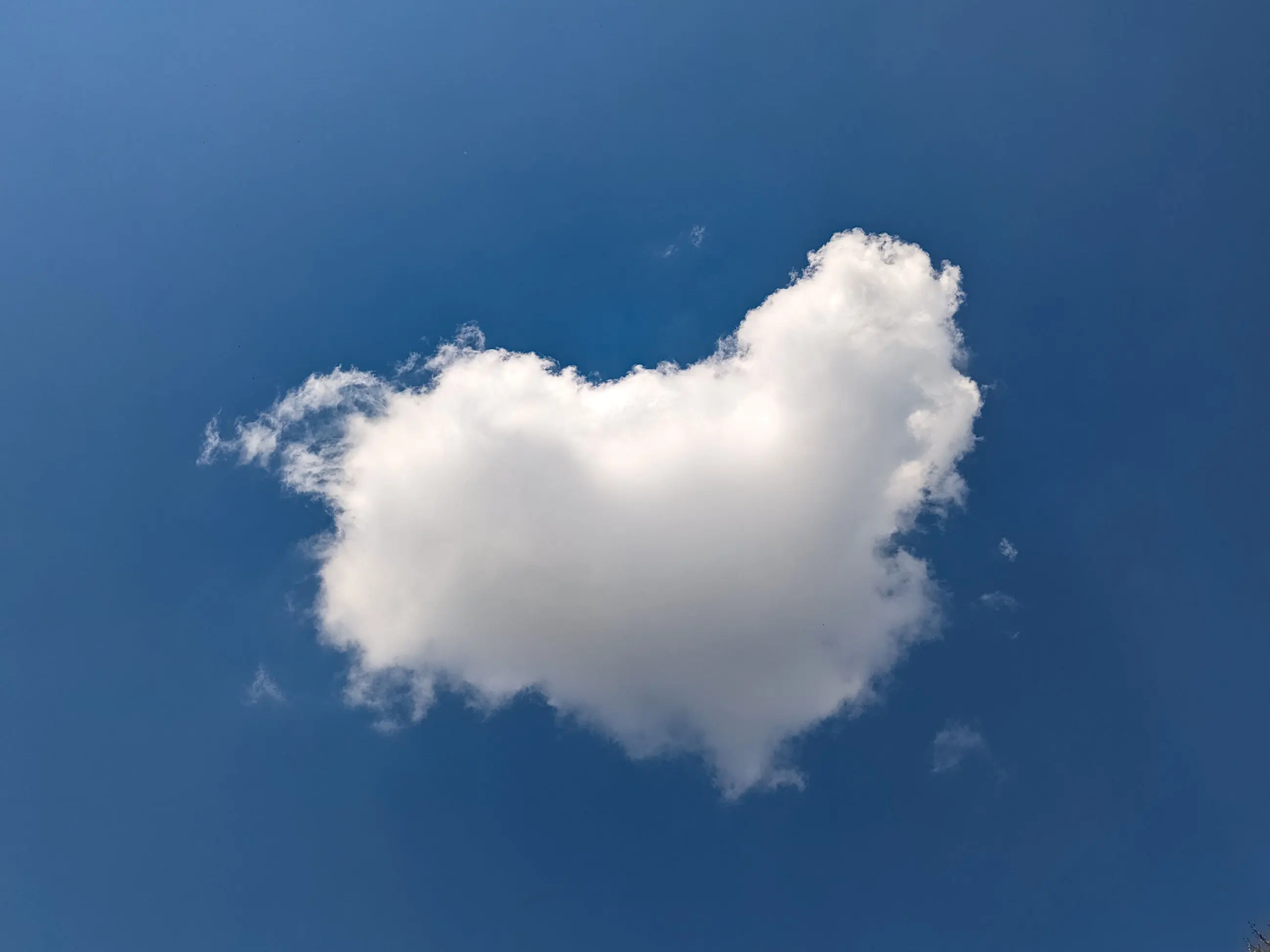 Original white cloud photographed against a blue sky, perceived as a sheep