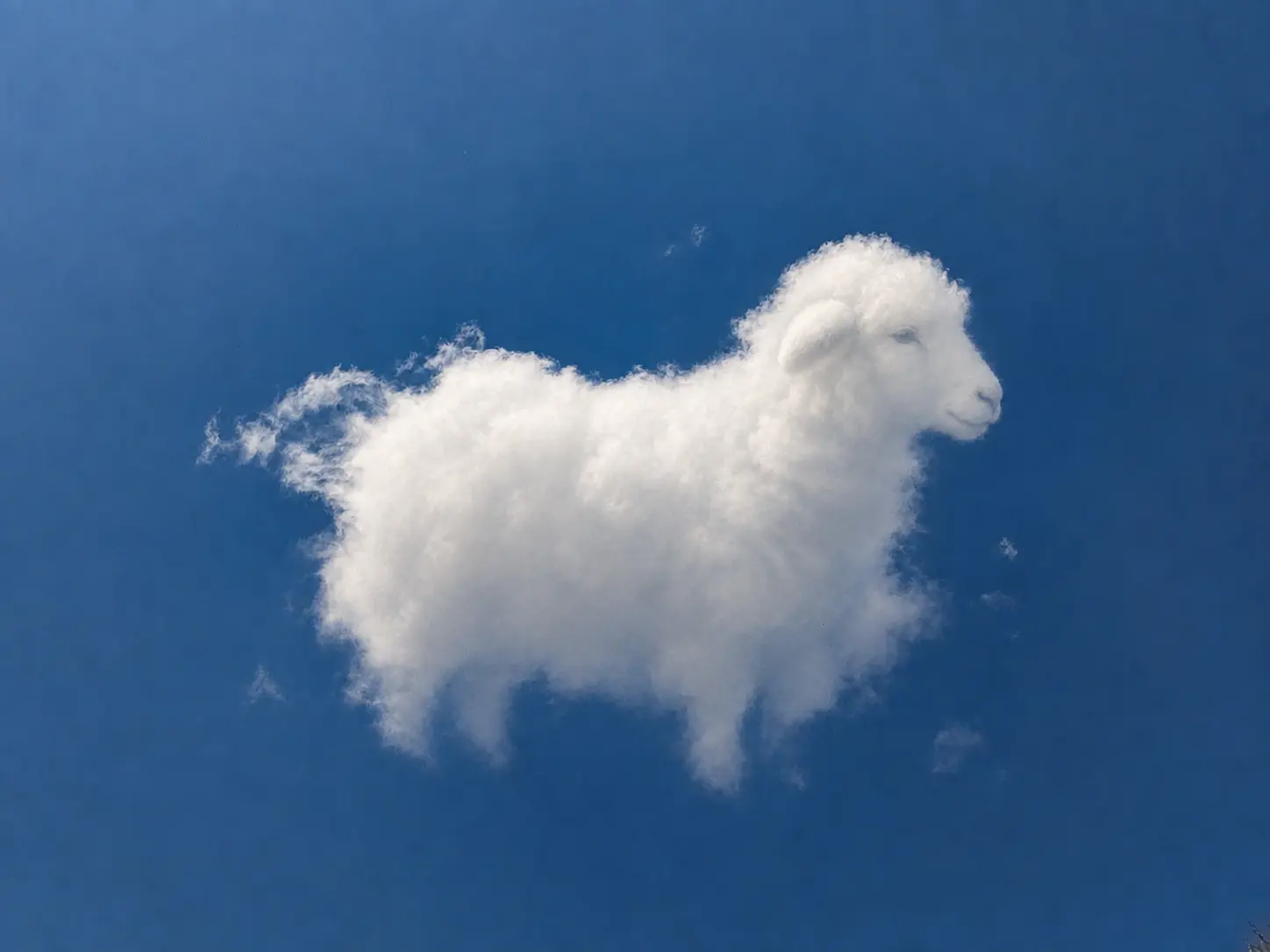 CloudMuse reveal of a sheep shaped from the original white cloud