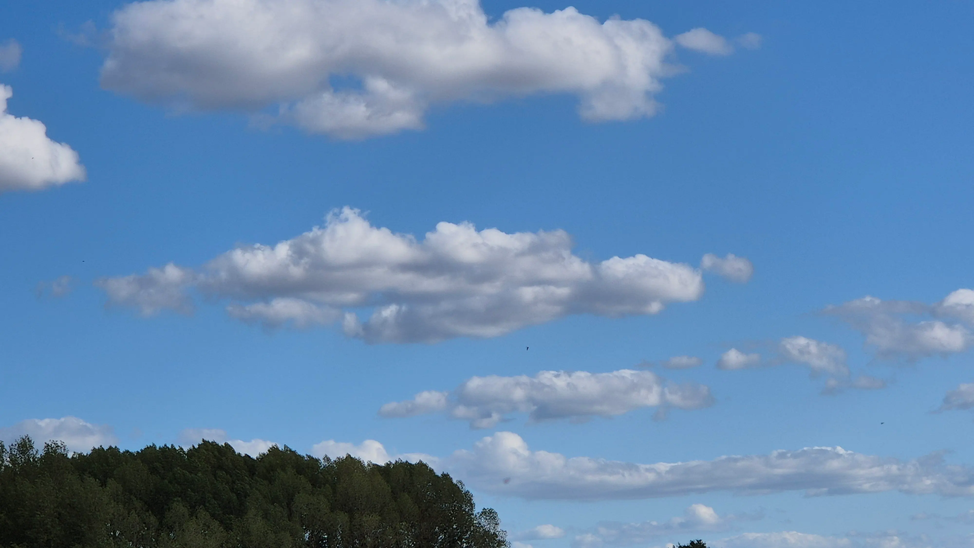 Original low horizontal cloud over treetops, perceived as a turtle
