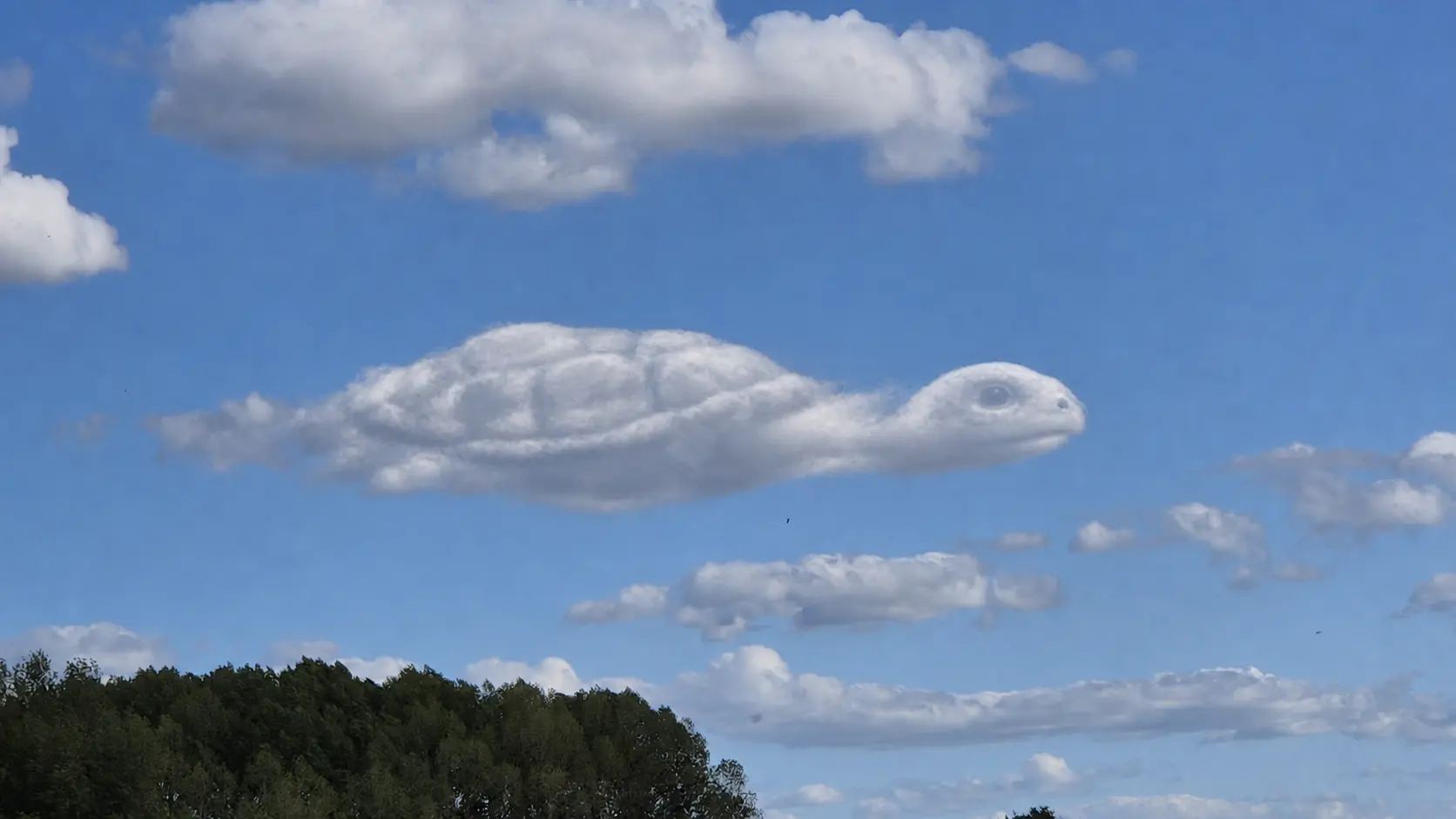 CloudMuse reveal of a turtle preserving the elongated cloud shape